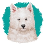 White Shepherd pup