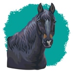 Karachay Horse